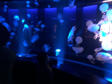 京都水族館に投稿された画像（2020/11/29）