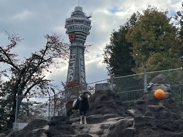 天王寺動物園に投稿された画像（2020/11/29）
