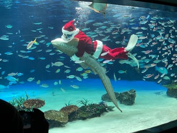 サンシャイン水族館に投稿された画像（2020/11/29）