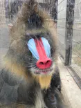 東武動物公園に投稿された画像（2020/11/29）