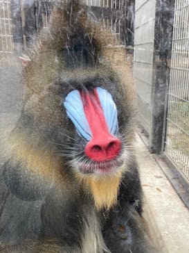 東武動物公園に投稿された画像（2020/11/29）