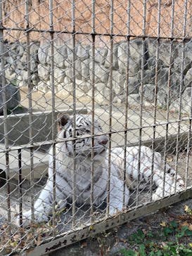 東武動物公園に投稿された画像（2020/11/29）