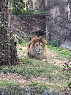 天王寺動物園に投稿された画像（2020/11/29）