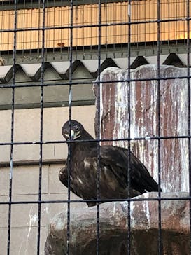 天王寺動物園に投稿された画像（2020/11/29）