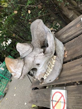 天王寺動物園に投稿された画像（2020/11/29）