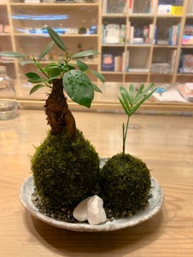 伊勢夫婦岩めおと横丁　めおと岩アクティビティに投稿された画像（2020/11/29）