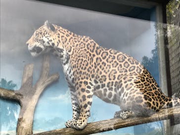 天王寺動物園に投稿された画像（2020/11/29）