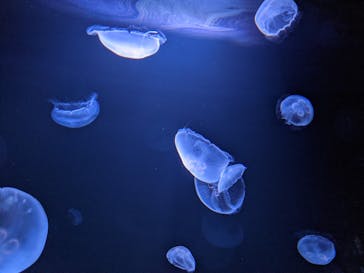 サンシャイン水族館に投稿された画像（2020/11/29）