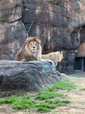 天王寺動物園に投稿された画像（2020/11/29）