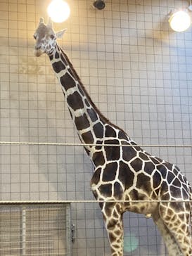 天王寺動物園に投稿された画像（2020/11/29）