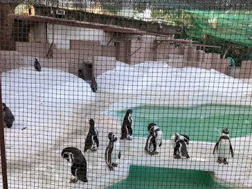 天王寺動物園に投稿された画像（2020/11/29）