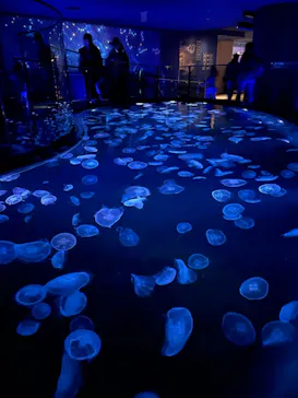 すみだ水族館に投稿された画像（2020/11/29）