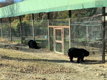 群馬サファリパークに投稿された画像（2020/11/29）