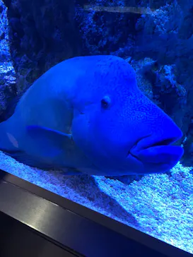 すみだ水族館に投稿された画像（2020/11/29）
