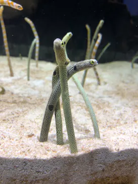 すみだ水族館に投稿された画像（2020/11/29）