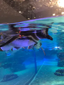 すみだ水族館に投稿された画像（2020/11/29）