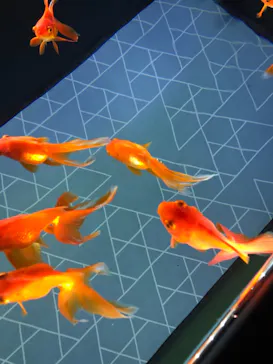 すみだ水族館に投稿された画像（2020/11/29）