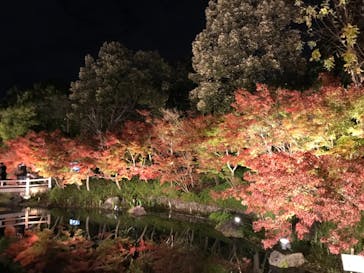 なばなの里に投稿された画像（2020/11/29）