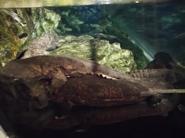 京都水族館に投稿された画像（2020/11/29）