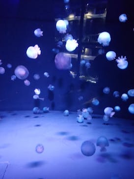 京都水族館に投稿された画像（2020/11/29）