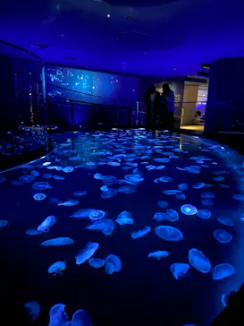 すみだ水族館に投稿された画像（2020/11/29）