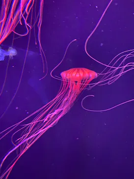 すみだ水族館に投稿された画像（2020/11/29）