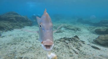 武藤潜水に投稿された画像（2020/11/29）