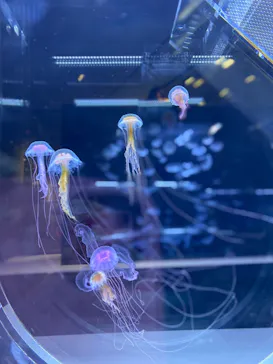 すみだ水族館に投稿された画像（2020/11/29）