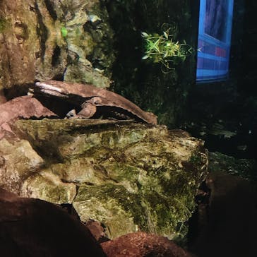 京都水族館に投稿された画像（2020/11/29）