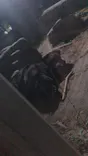 東武動物公園に投稿された画像（2020/11/29）