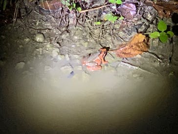 奄美ナイトツアーサービスに投稿された画像（2020/11/29）