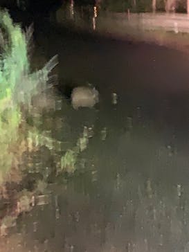 奄美ナイトツアーサービスに投稿された画像（2020/11/29）