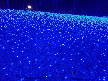 なばなの里に投稿された画像（2020/11/29）