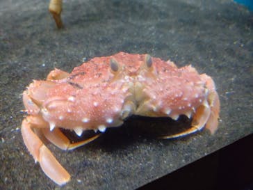 アクアワールド茨城県大洗水族館に投稿された画像（2020/11/29）