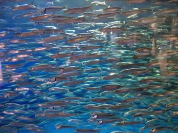 アクアワールド茨城県大洗水族館に投稿された画像（2020/11/29）