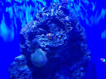 アクアワールド茨城県大洗水族館に投稿された画像（2020/11/29）