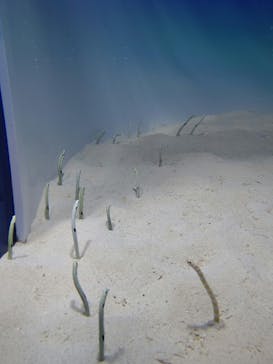 アクアワールド茨城県大洗水族館に投稿された画像（2020/11/29）