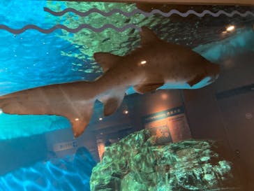 しながわ水族館に投稿された画像（2020/11/29）