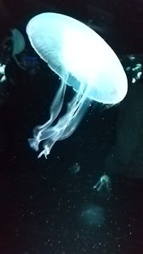 京都水族館に投稿された画像（2020/11/29）