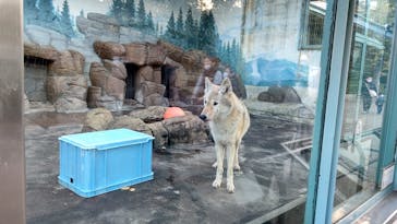 天王寺動物園に投稿された画像（2020/11/29）