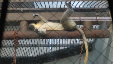 天王寺動物園に投稿された画像（2020/11/29）