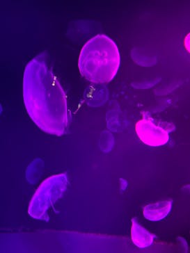 サンシャイン水族館に投稿された画像（2020/11/29）