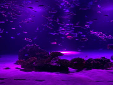 サンシャイン水族館に投稿された画像（2020/11/29）