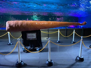 サンシャイン水族館に投稿された画像（2020/11/29）