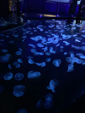 すみだ水族館に投稿された画像（2020/11/29）