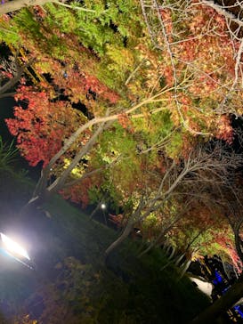 なばなの里に投稿された画像（2020/11/29）