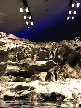 すみだ水族館に投稿された画像（2020/11/29）