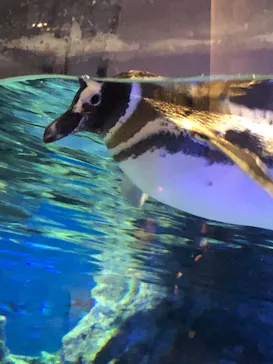 すみだ水族館に投稿された画像（2020/11/29）