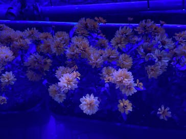 なばなの里に投稿された画像（2020/11/29）