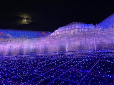 なばなの里に投稿された画像（2020/11/29）